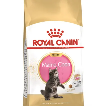 Royal Canin Maine Coon Kitten Yavru Kedi Kuru Maması
