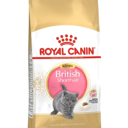 Royal Canin British Shorthair Kitten Yavru Kedi Kuru Maması