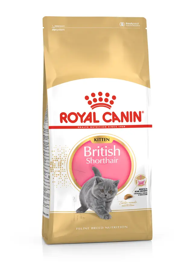Royal Canin British Shorthair Kitten Yavru Kedi Kuru Maması
